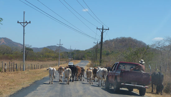 Tamarindo Road with Cow Crossing