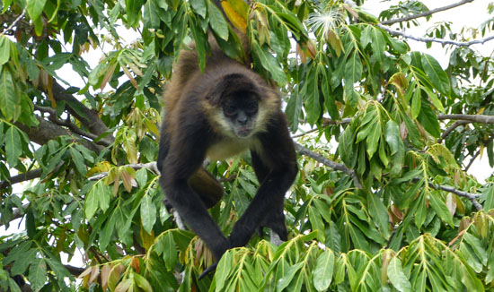 Another Monkey in the trees of Monkey Island
