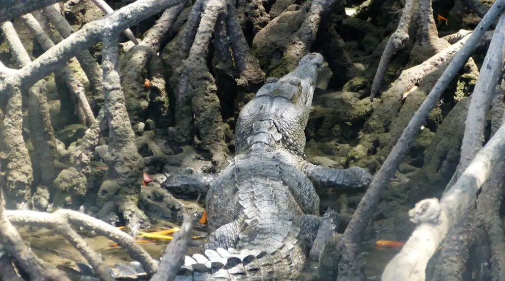 Las Baulas Crocodile Tamarindo