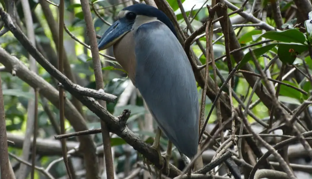 Marino las Baulas de Guanacaste National Park has over 140 species of birds