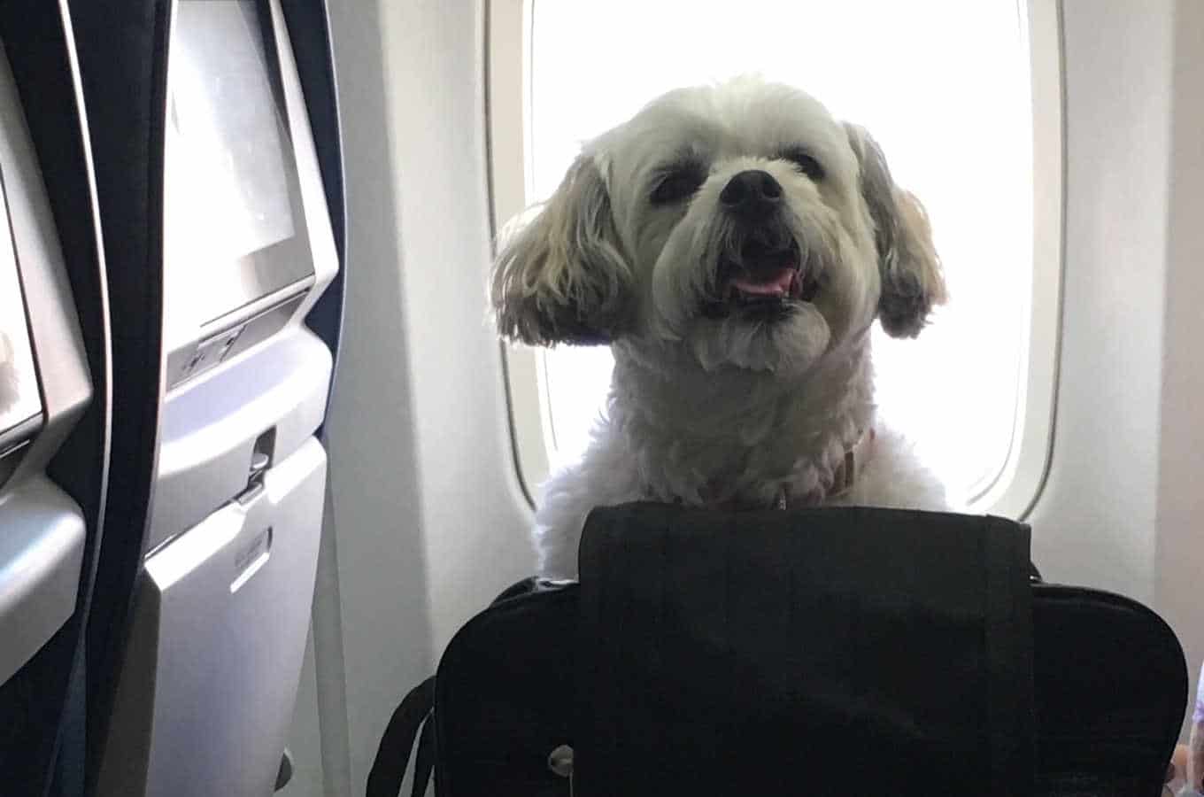 can you take small dogs on spirit airlines